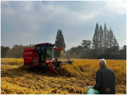 茅山風景區墓東村：稻浪金黃慶豐收